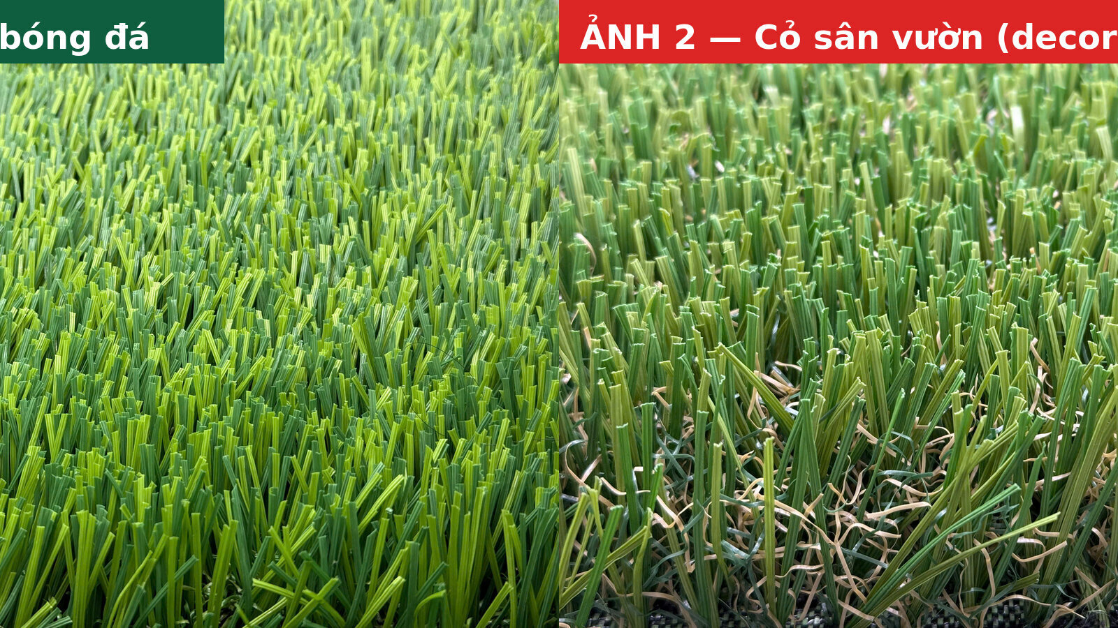 Cỏ không hạt và những lầm tưởng: Đừng lẫn cỏ sân vườn với cỏ sân bóng đá